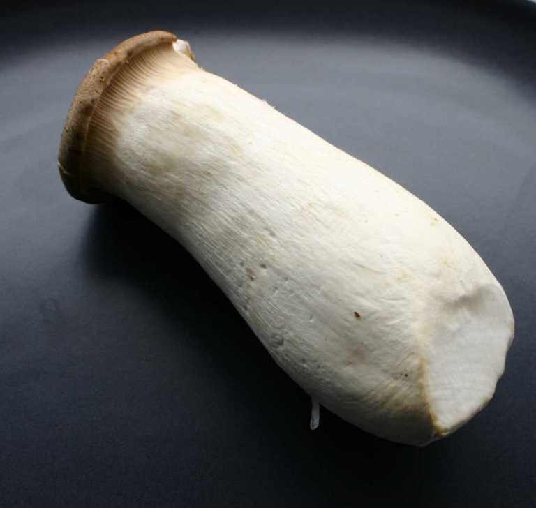 king-oyster-mushroom-thegoodgreeff